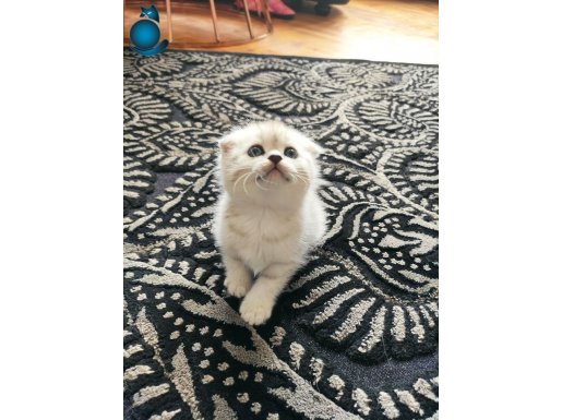Scottish Fold Silver Tabby 