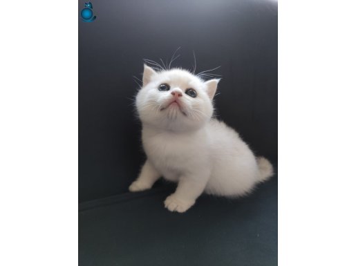 Safkan ns11, Eğitimleri Tam ve Çok Cana Yakın Yavrumuz