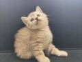 British Shorthair Silver Tabby