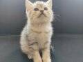 Silver Tabby Yavrular