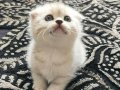 Scottish Fold Silver Tabby 