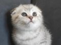Silver Scottish Fold 