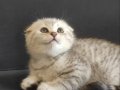 Silver Scottish Fold 