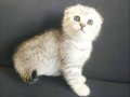 Silver Scottish Fold 