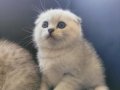 Silver Scottish Fold 