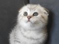 Silver Scottish Fold