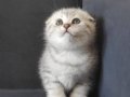 Silver Scottish Fold