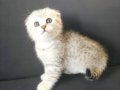 Silver Scottish Fold