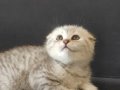 Silver Scottish Fold
