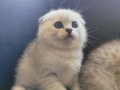 Silver Scottish Fold