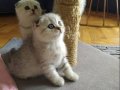 Silver Scottish Fold
