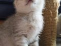 Silver Scottish Fold