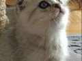 Silver Scottish Fold