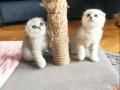 Silver Scottish Fold