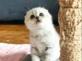 Silver Scottish Fold