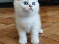 Safkan British Shorthair NS12 
