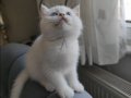 Safkan British Shorthair NS12 