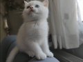 Safkan British Shorthair NS12 