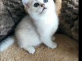 Safkan British Shorthair NS1133