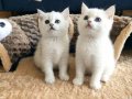 Safkan British Shorthair NS1133