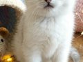 Safkan British Shorthair NS1133