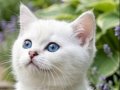 British Shorthair NS1133