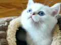 British Shorthair NS1133