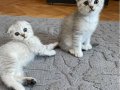Silver Tabby Scottish Fold