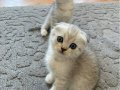 Silver Tabby Scottish Fold