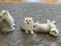 Silver Tabby Scottish Fold