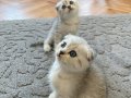 Silver Tabby Scottish Fold