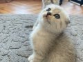 Silver Tabby Scottish Fold