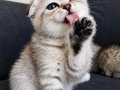 Silver Scottish Fold