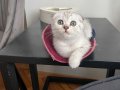 Silver Scottish Fold