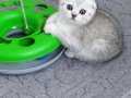 Silver Scottish Fold