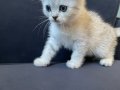 Silver Scottish Fold