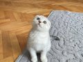 Silver Tabby Scottish Fold