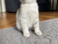 Silver Tabby Scottish Fold