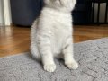 Silver Tabby Scottish Fold