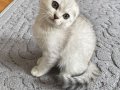 Silver Tabby Scottish Fold