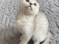 Silver Tabby Scottish Fold