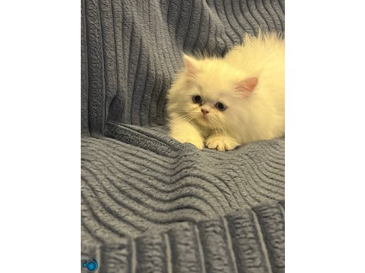 VETERİNER HEKİMDEN YAVRU İRAN KEDİLERİ