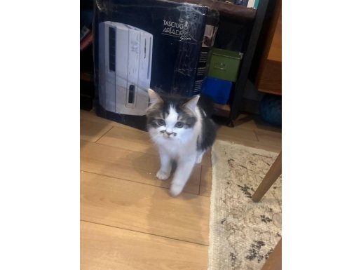 VETERİNER HEKİMDEN İRAN KEDİLERİ