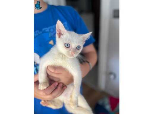 VETERİNER HEKİMDEN MİX İRAN KEDİLERİ