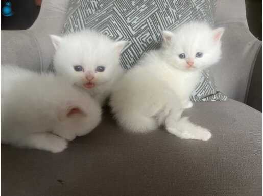 VETERİNER HEKİMDEN İRAN KEDİSİ