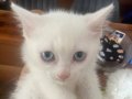 VETERİNER HEKİMDEN İRAN YAVRULARI