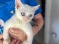 VETERİNER HEKİMDEN MİX İRAN KEDİLERİ
