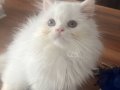 VETERİNER HEKİMDEN İRAN KEDİSİ YAVRUSU