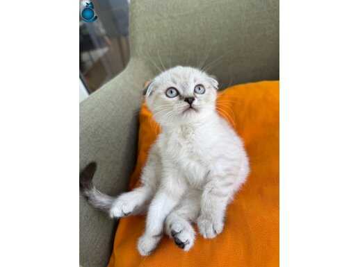 MÜKEMMEL SURATLI YAVRUM