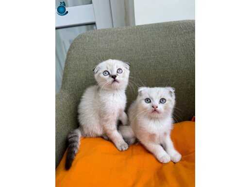 55 GÜNLÜK SİLVER POİNT A KALİTE YAVRULAR